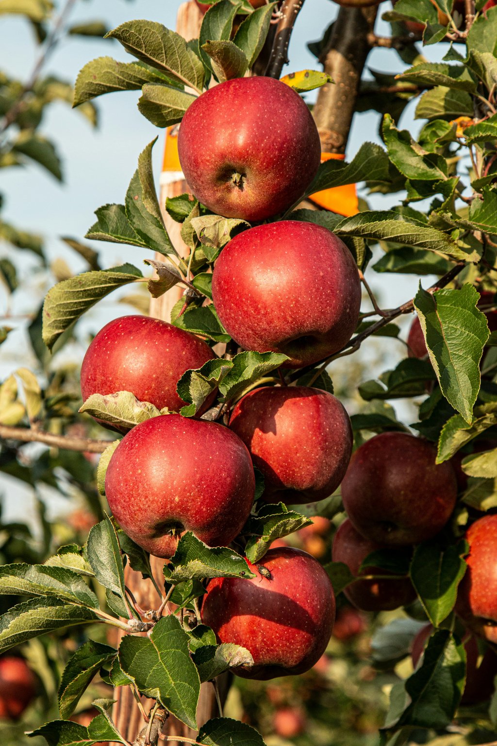Blackberries and apples